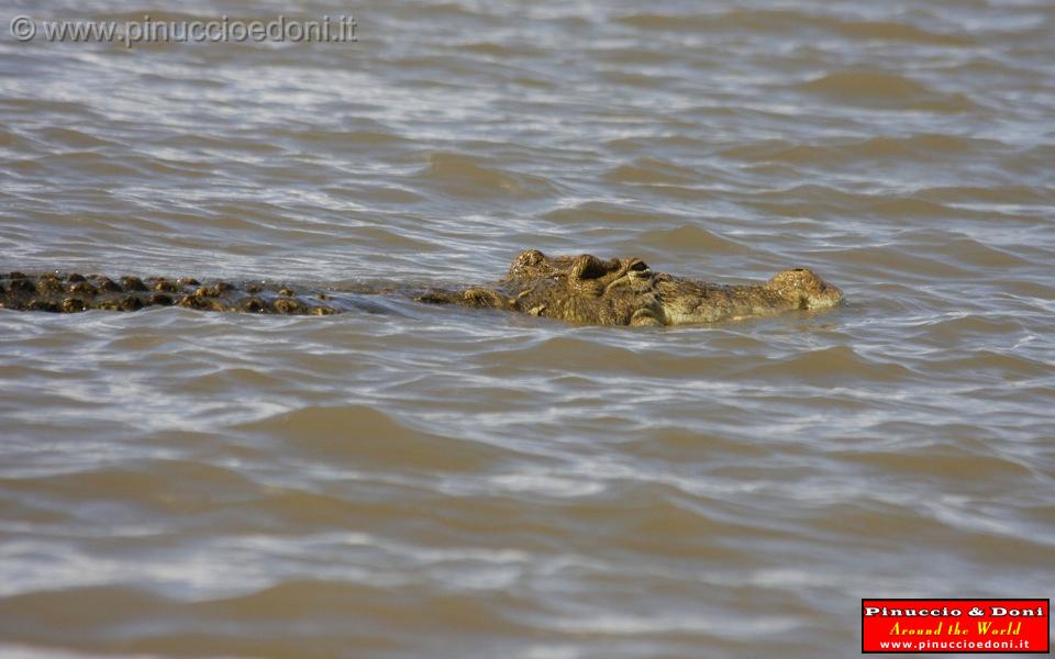 Ethiopia - Lago Chamo - Coccodrilli - 01.jpg